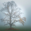 An old oak tree standing in a field in the morning fog.