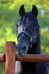 Wall Mural - Young stallion looking over the corral fence