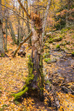 Fototapeta Na drzwi - Tree with twisted trunk in a birch grove