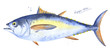 Bigeye tuna fish. Hand drawn watercolor illustration on white background