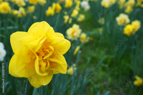 Cuadros en Lienzo spring narcissus flowers in the green grass
