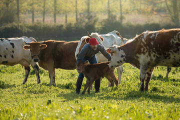 Wall Mural - Farmer in his field caring for his herd of cows