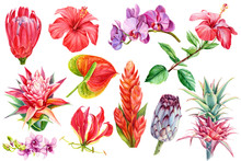 Set Tropical Plants, Flora Watercolor Illustration, Botanical Painting, Hand Drawing. Element Wedding, Flowers Anthurium, Orchid, Guzmania, Hibiscus, Bromeliad, Pink Pineapple, Protea