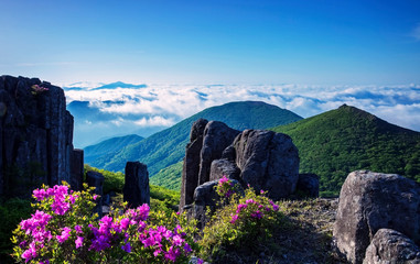 무등산철쭉