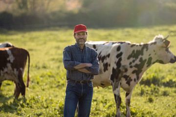 Wall Mural - Farmer in his field caring for his herd of cows