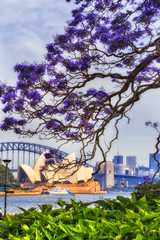 Poster - Sy RBG Jacaranda 2 Bridge arch vert