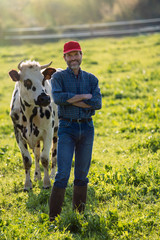 Wall Mural - Farmer in his field caring for his herd of cows