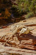 Skelett einer Ziege im Canyon des Zion National Park in Utah