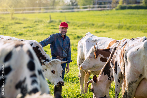 Fotografía Farmer in his field caring for his herd of cows