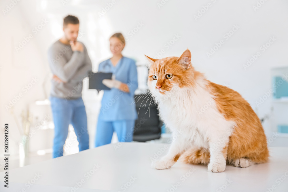 Cute cat on table in vet clinic
