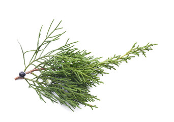 Beautiful coniferous tree branch on white background