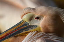 Portrait Of An Old Pelican