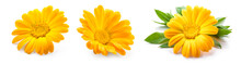 Calendula. Calendula Flower Isolated. Marigold On White.