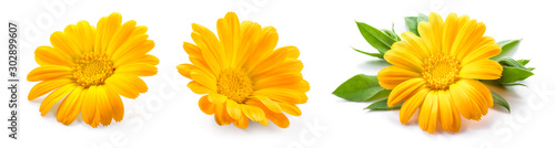Fotomural Calendula. Calendula flower isolated. Marigold on white.