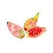 © Ginger Lemon - Hand rawn watercolor illustration of opuntia ficus indica fruit or prickly pear or tuna. Pastel colored set of Indian fig fruits, whole and halved slice. Isolated on white
