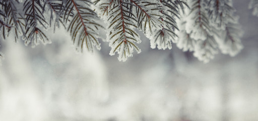 Merry Christmas and happy New Year greeting card with copy-space.Christmas background. Christmas background with fir tree branch