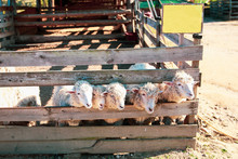 Baby Sheep's Head Coming Out From The Wooden Sheep Pen At The Farm