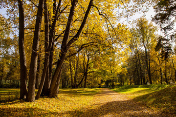  Landscape of Golden autumn in the Park where there are old oaks. Kuskovo, Moscow, Russia.