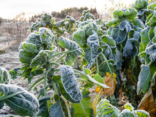 Brussels sprouts, Brassica oleracea var. gemmifera, covered by frost, still standing in a November garden in Helsinki, Finland