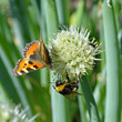 A beautiful motley butterfly, a bumblebee and a fly sitting on an onion bud in summer