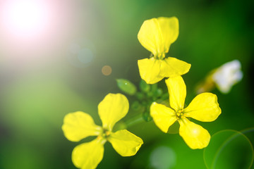 beautiful yellow flowers in meadow on bright sunny day