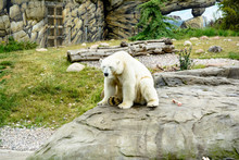 Polar Bear In The Zoo