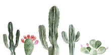 Set Of Watercolor Cactus Illustrations On White Background In Vector Format. Hand Drawing Blooming Plants Set For Office Indoor. Blossom Mexican Cactus From Desert.