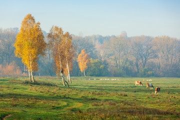 trees with yellow leaves in autumn forest forest