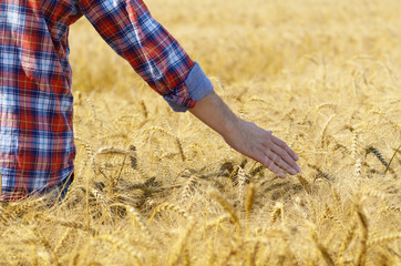 Farmer at cornfield touching wheat spikelets by his hand