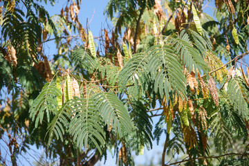 Close-up full frame view of a mimosa tree with seed pods on a warm California autumn day