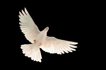 Fototapete - White dove flying on black background and Clipping path .freedom concept and international day of peace