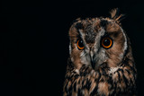 Fototapeta Zwierzęta - cute wild owl muzzle isolated on black with copy space