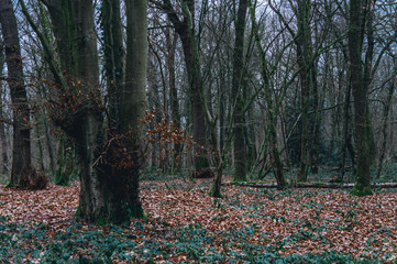 Path covered with dead leaves in the forest in autumn