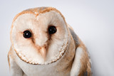 Fototapeta Zwierzęta - close up view of beautiful wild barn owl muzzle isolated on white