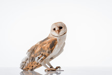 Side View Of Beautiful Wild Barn Owl Isolated On White With Copy Space