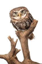 Cute Wild Owl On Wooden Branch Isolated On White