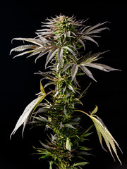 Wall Mural - marijuana plant with large leaves, cannabis cultivation