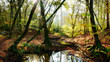 Autumn forest with brook, old trees and bright sun shining through the trees