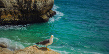Curious Seagull On A Rock Looking At The Camera In The Carvoeiro Beach, Portugal