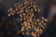 Close Up Of Dried Brown Tansy Flower Seedpods - Tanacetum Vulgare. Autumn Nature. Blurred Background