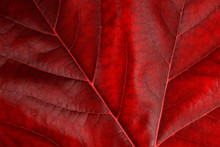 Beautiful Red Leaf Close Up