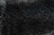 Close-up on dog hair dandruff