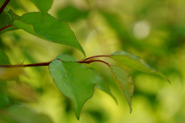 Canvas Print - green leaves of tree