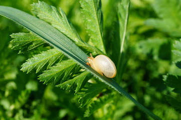 Sticker - snail on leaf