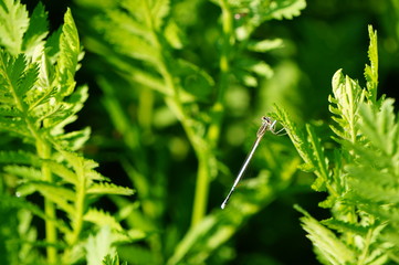 Poster - dew on grass