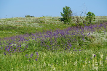 Wall Mural - field of wild flowers