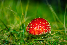 Red Fly Agaric Mushroom