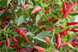Red chilli plant in garden - hot and spicy vegetable