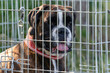 dog in a cage in the shelter, and the theme of the charity, animal shelter, dog rescue 