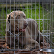 deutsch kurzhaar dog in a cage in the shelter, and the theme of the charity, animal shelter, dog rescue 